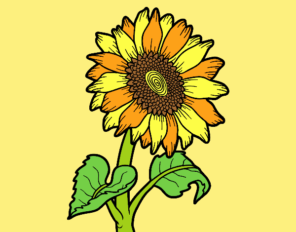 Coloring page Sunflower flower painted byANIA2