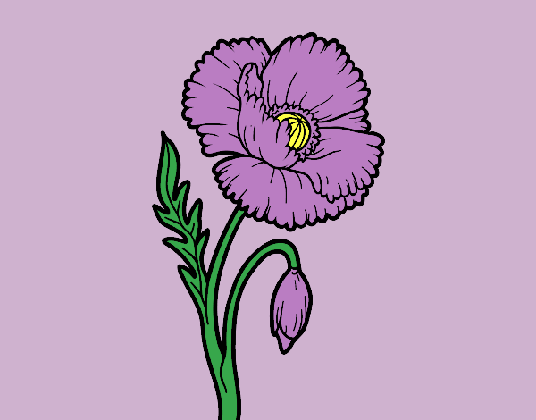 Coloring page A poppy flower painted byLornaAnia