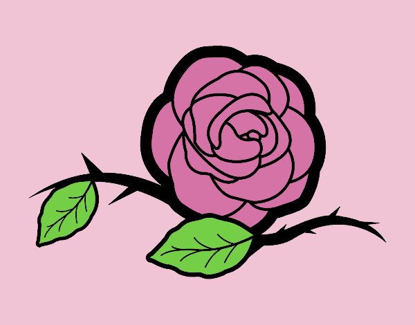 A beautiful rose