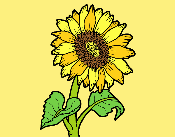Coloring page Sunflower flower painted byAnitaR