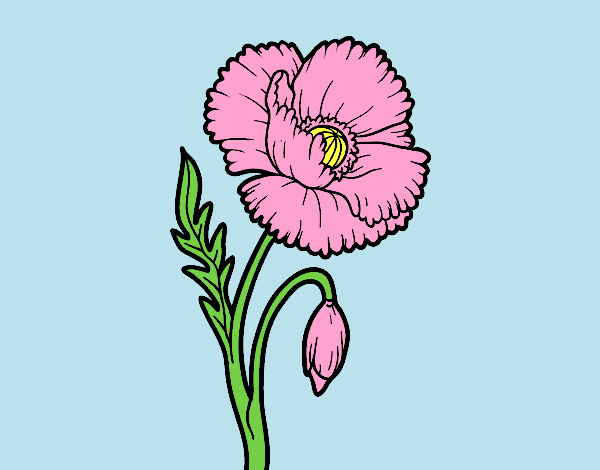 Coloring page A poppy flower painted byAnitaR