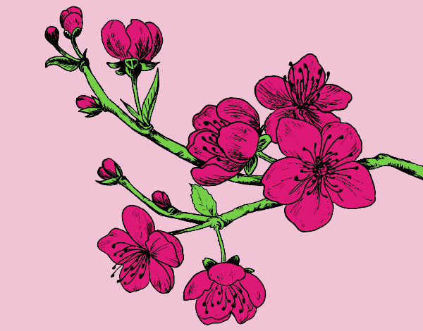Coloring page Cherry-tree branch painted byAnitaR
