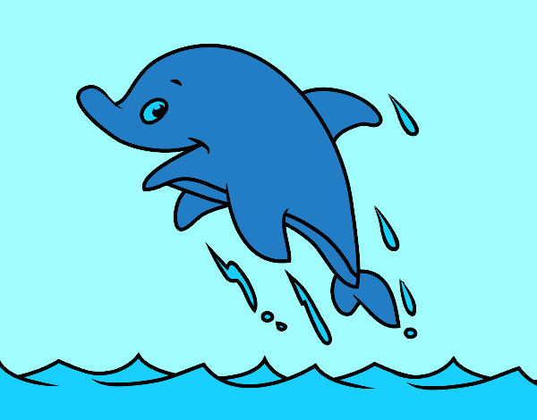 Sympathetic dolphin