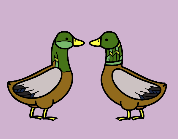 Female duck and male duck
