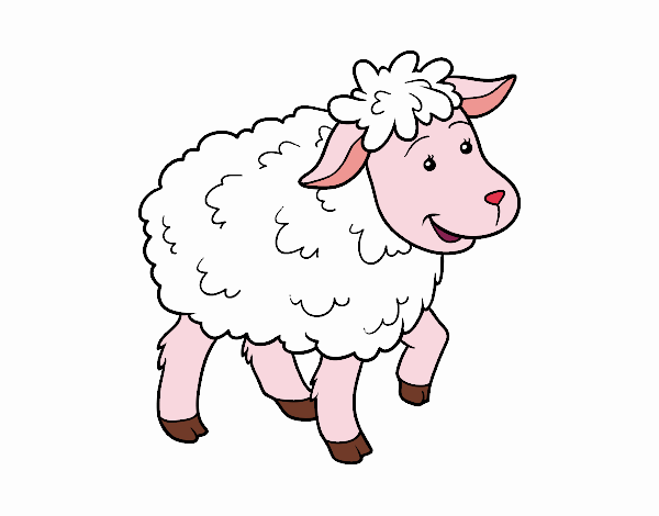 Common Sheep