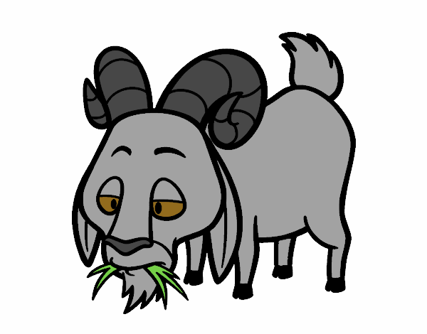 Goat eating