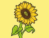 Coloring page Sunflower flower painted byAnitaR