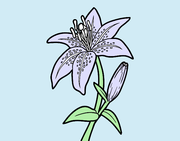 A lily