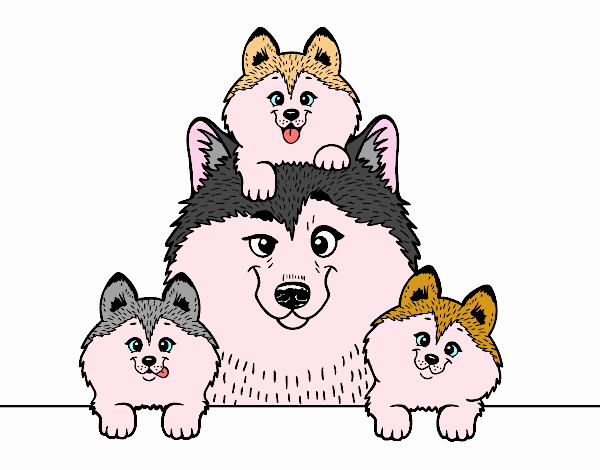 Husky family
