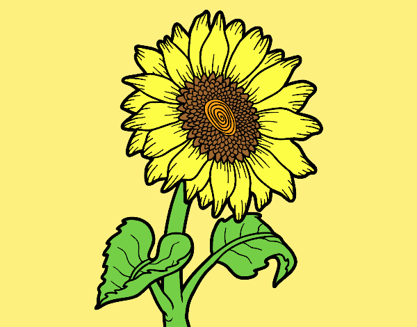 Coloring page Sunflower flower painted byLornaAnia