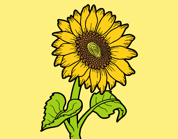 Coloring page Sunflower flower painted byLornaAnia