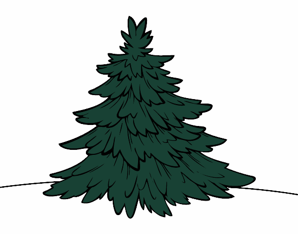 Silver fir