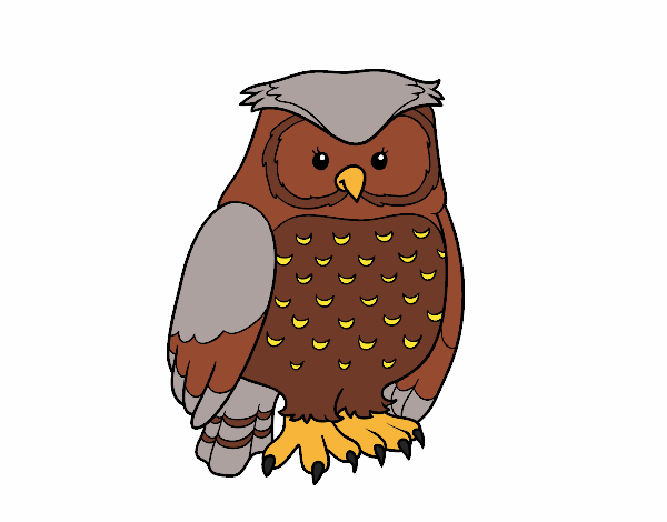 Adult owl