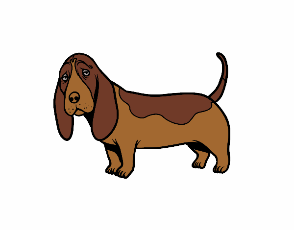A Basset hound