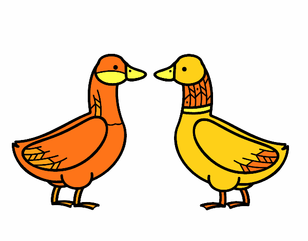 Female duck and male duck