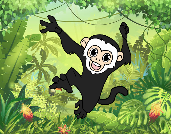 Baby capuchin monkey