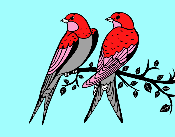 Pair of birds