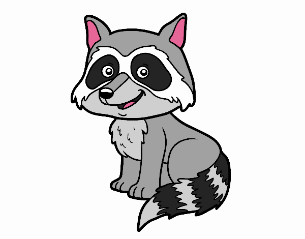 A young raccoon