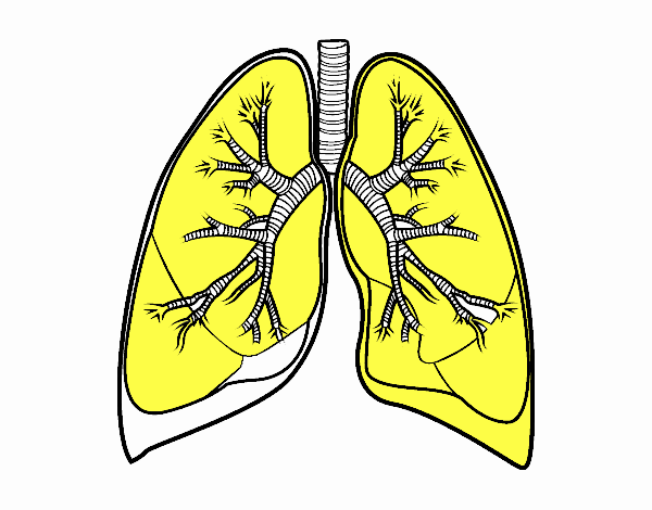 Lungs and bronchi