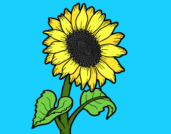 sun flower coloring page