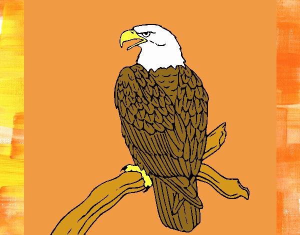 Eagle on branch