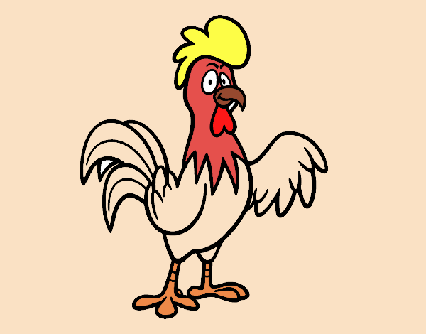 A free-range rooster