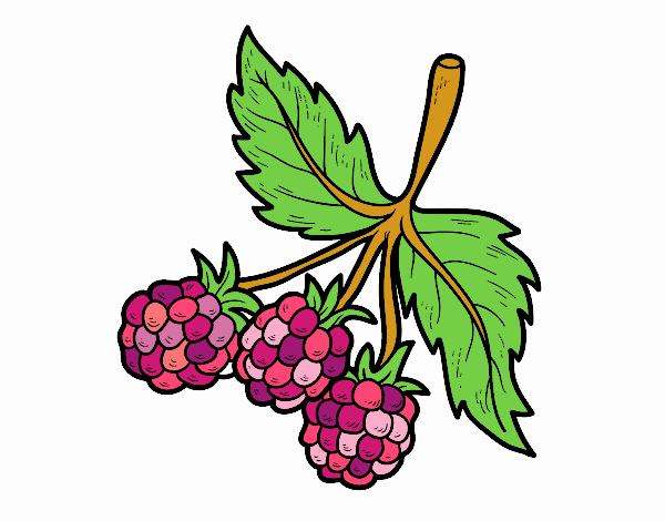 Branch Of Rasberries