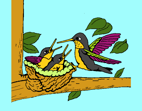 Hummingbird family