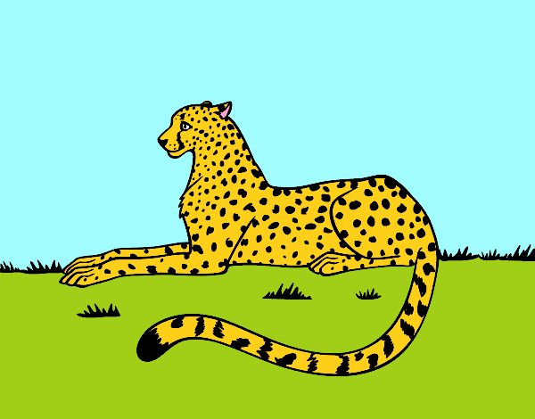 Patch the Cheeta