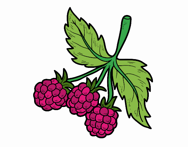 Branch of raspberries