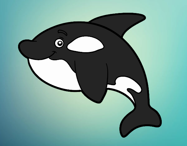 Young killer whale