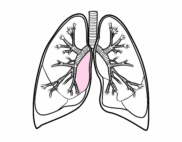 human lungs coloring pages