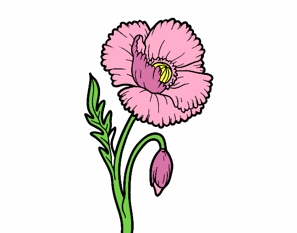 A poppy flower