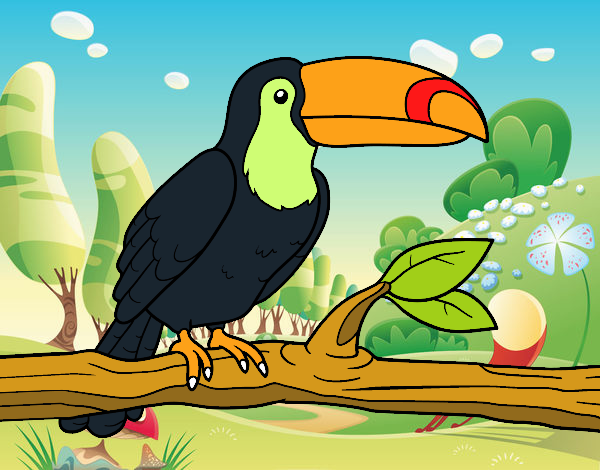 tucan-to