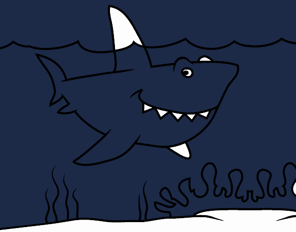 Marine shark