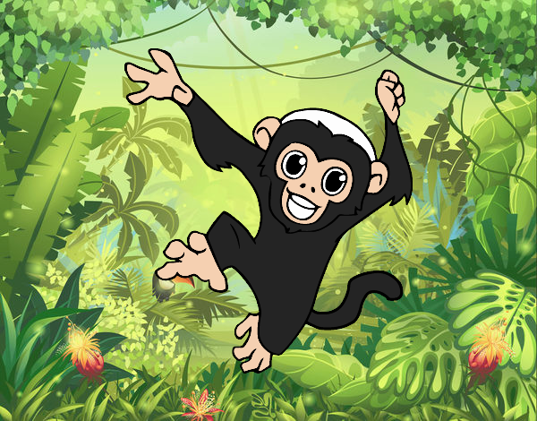 Cocoa Island Monkey