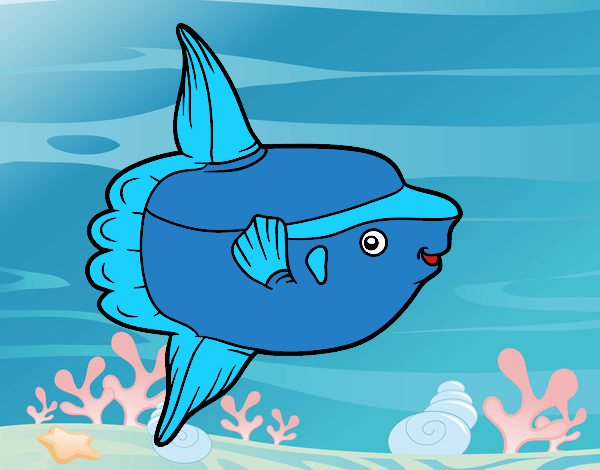 Ocean sunfish