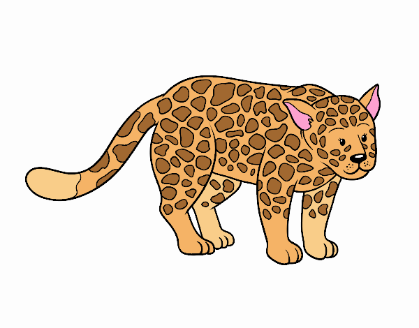 The cheetah