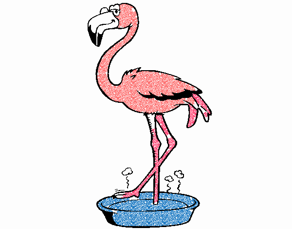Flamingo with soaking feet 