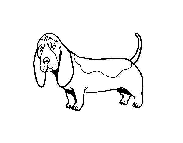 A Basset hound coloring page