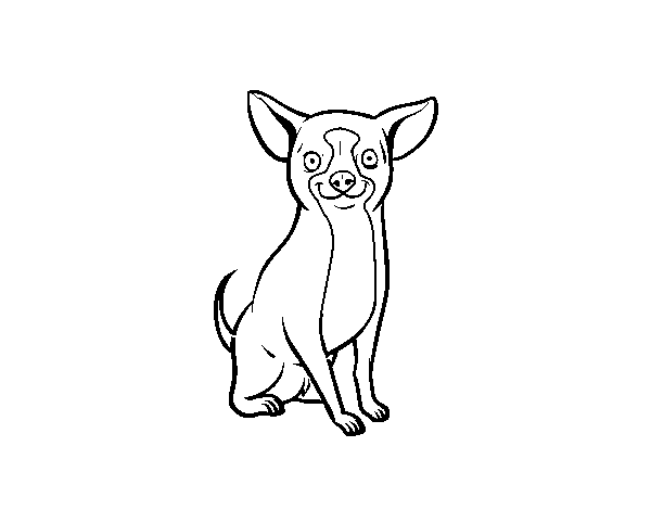 A chihuahua dog coloring page