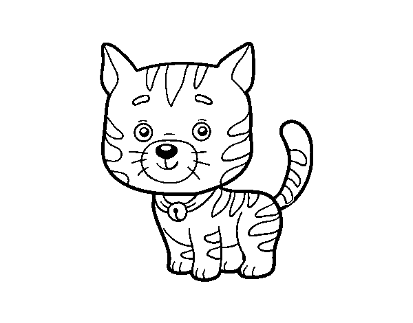 A domestic cat coloring page