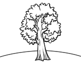 A field maple coloring page
