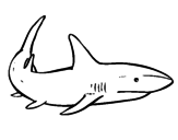 A shark swimming coloring page