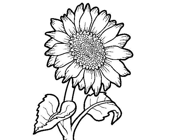 A sunflower coloring page 