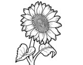 A sunflower coloring page