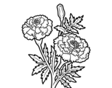 A wonder flower coloring page