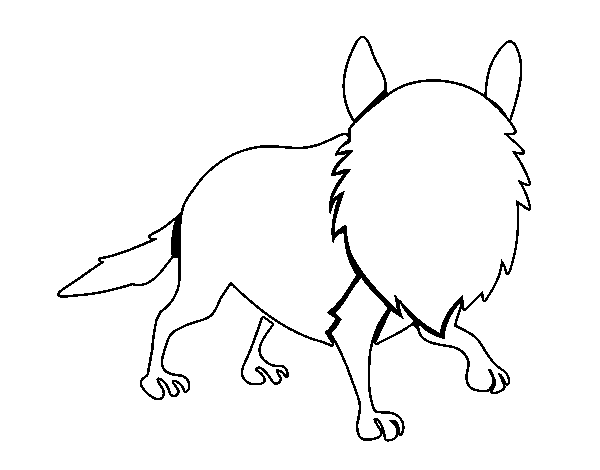 Adult coyote coloring page