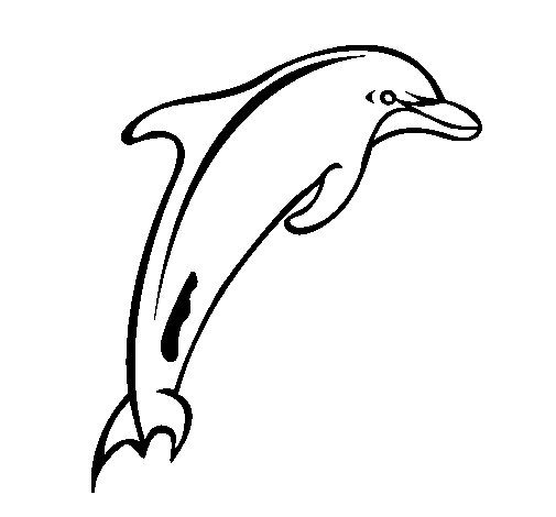 Adult dolphin coloring page