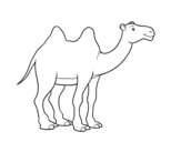 African camel coloring page